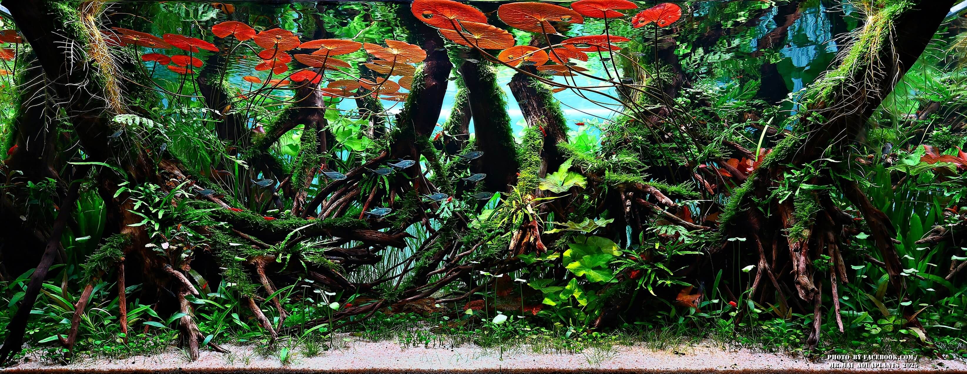 Aquascaping steps - Red Filter - IAPLC 2025 Winning Works - Nobphacha Yimyou / Thailand Aquascaping steps - Red Filter - IAPLC 2025 Winning Works - Nobphacha Yimyou / Thailand